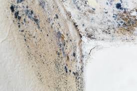 Best Mold Odor Removal Services in Brillion, WI